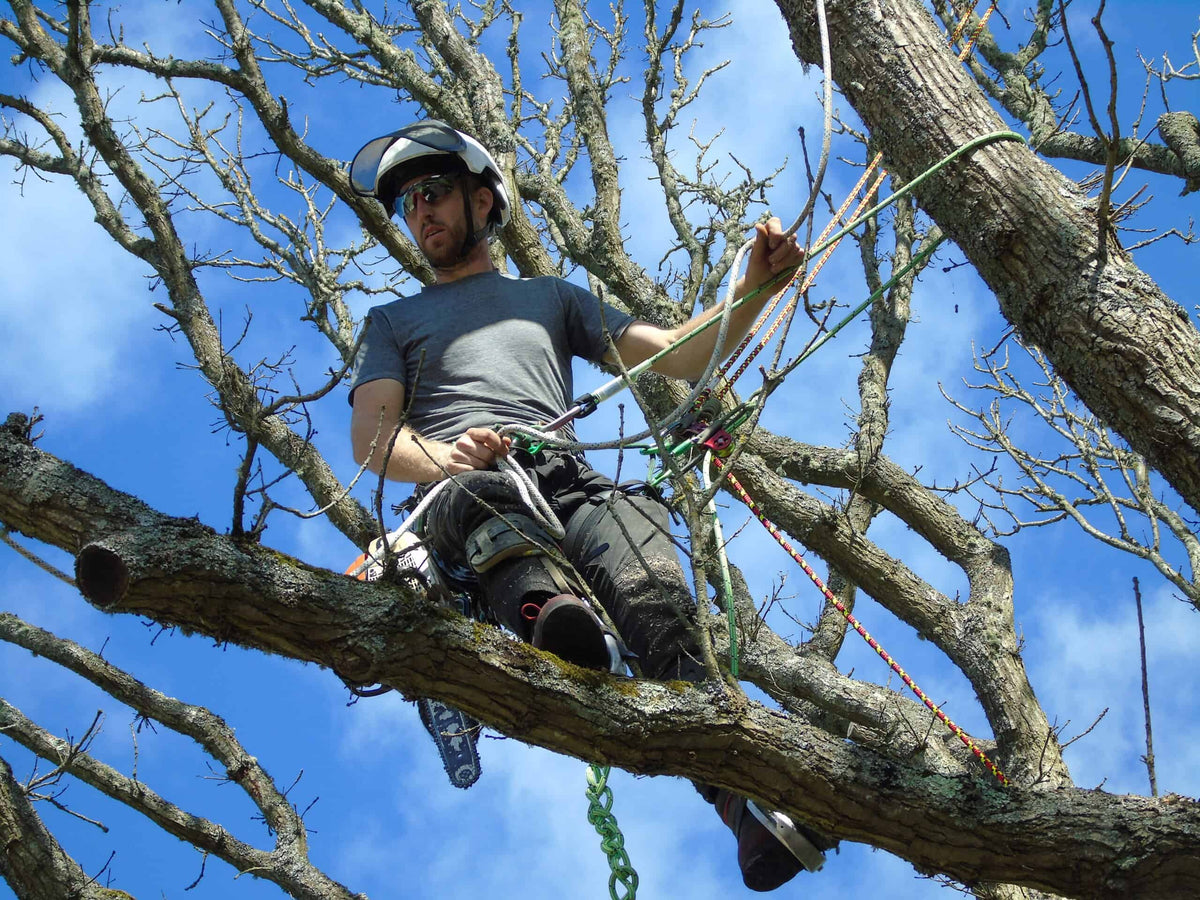 Arborist climbing tree
