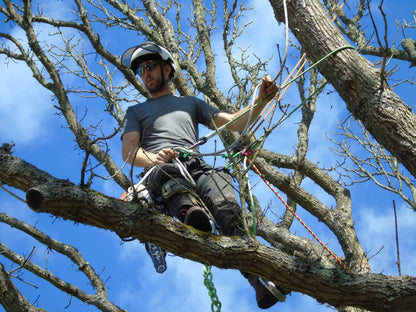 Arborist climbing tree